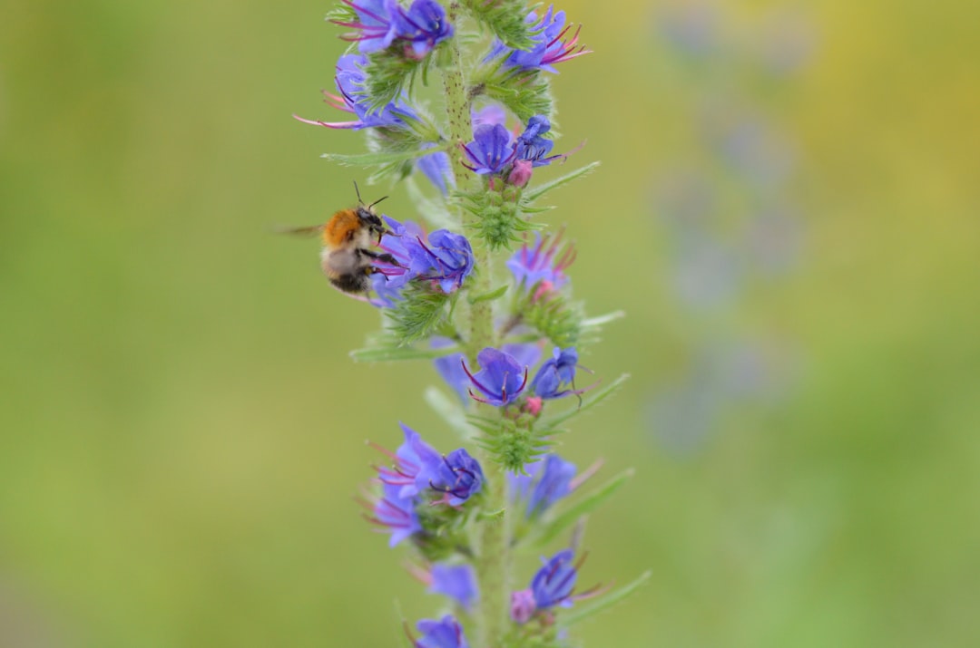 Pollinatörer ökar mångfalden i vår natur illustration